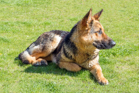 German shepherd without a collar, lying on lawn with green grass
