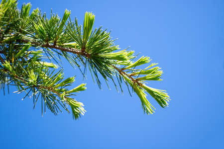 Pine branches with young pine needles on blue sky background