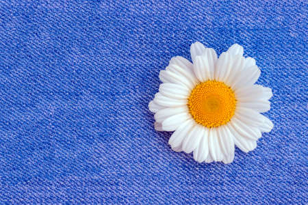 One chamomile on a bright blue jeans backgroundの写真素材