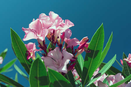 Delicate pink wildflowers with juicy green leaves against the blue sky