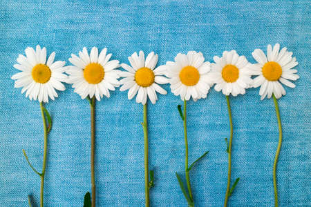 Six chamomiles in a row on a blue denimの写真素材