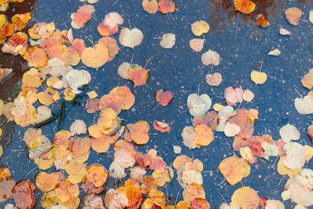 Autumn fallen yellow leaves in a puddle. leaves on wet pavement.
