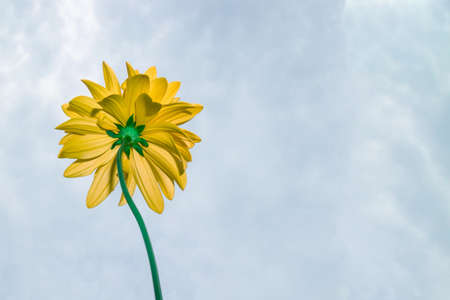 One yellow flower on a thin stem stretches to the sky, bottom viewの写真素材