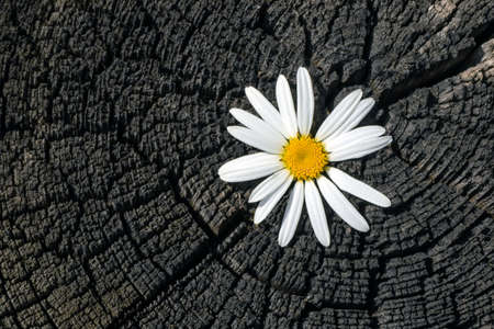 Fresh chamomile flower on a charred old stump with cracks and annual rings close-upの写真素材
