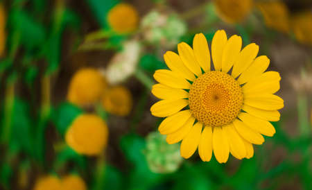 yellow succulent Daisy on blurred background. Wild chamomile of beautiful colorの写真素材