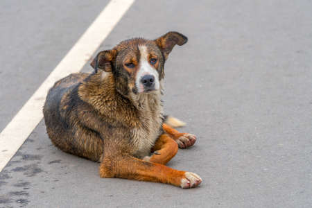 Wet homeless old brown dog lying on the road