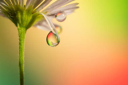 Drop of dew on a chamomile petal hangs down.の写真素材