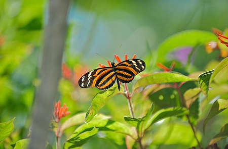 Orange and Black striped butterfly in natural habitatの写真素材