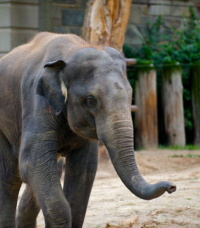 Young elephant swinging his trunk as he walks around.の写真素材
