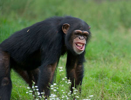 Funny chimpanzee in the grass with a very strange expression on his faceの写真素材