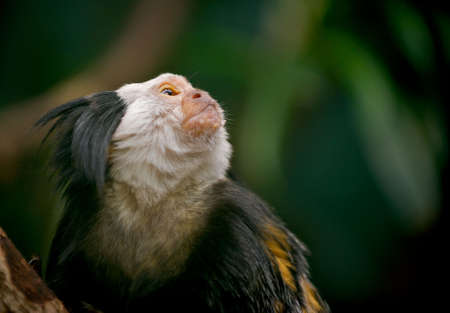 White-headed Capuchin monkey looking looking quickly away as if watching for predators.  の写真素材
