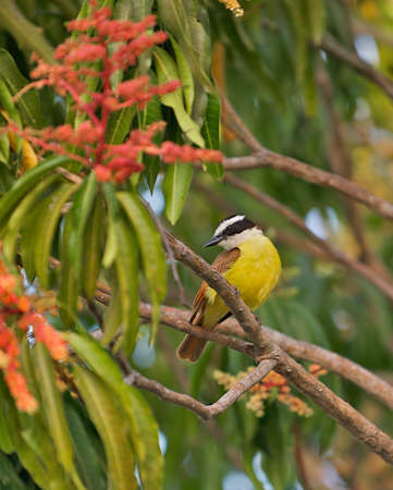 The Social Flycatcher and Vermilion-crowned Flycatcher (Myiozetetes similis) are passerine birds from the Americas, a member of the large tyrant flycatcher family (Tyrannidae). It is sometimes split into two species, with the Social Flycatcher, Myiozeteteの写真素材