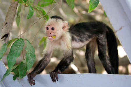 Baby white faced capuchin monkey eating a banana peel.の写真素材