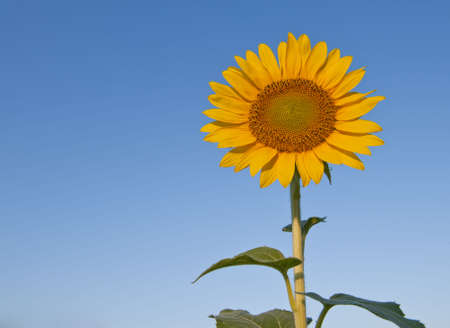 Sunflower surrounded by skyの写真素材