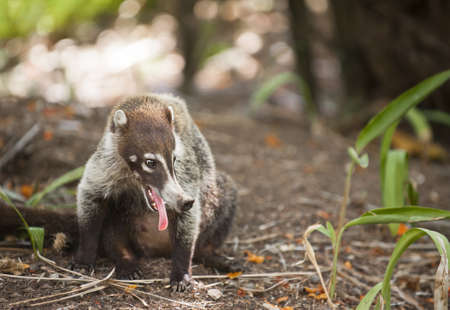 Closeup of Ring-tailed Coati (Nasua nasua) panting in the heat of Costa Rica.の写真素材