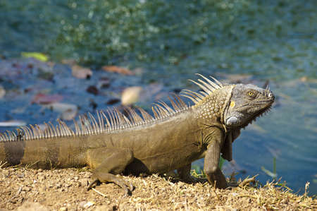 Male green iguana basking in the sun by a pond in the Guanacaste province of Costa Rica.の写真素材