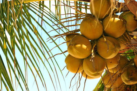 Coconuts hanging in a tropical palm tree.の写真素材