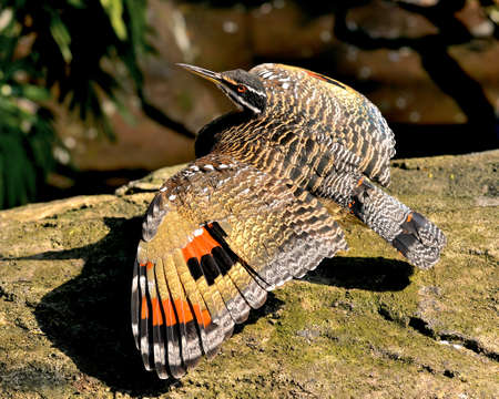 Beautiful Sunbittern (Eurypyga helias).の写真素材