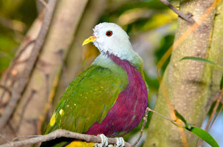 Wampoo Pigeon (Ptilinopus magnificus) perched in a tree.