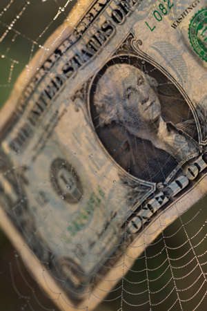 Currency dollar in danger of spider in web