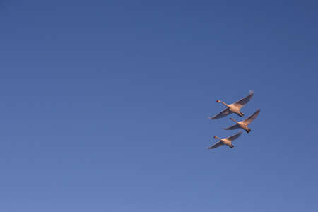 Three Swans flying in the skyの写真素材