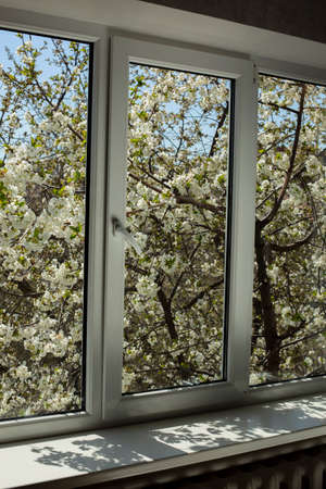 New installed plastic window. The transparent glass shows branches of cherries covered with spring flowers.の写真素材