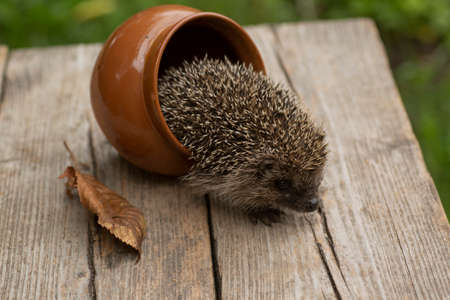 Little cute hedgehog climbed out of the jug and looks into the frameの写真素材