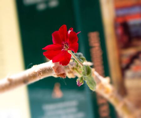 Red geranium flowerの写真素材