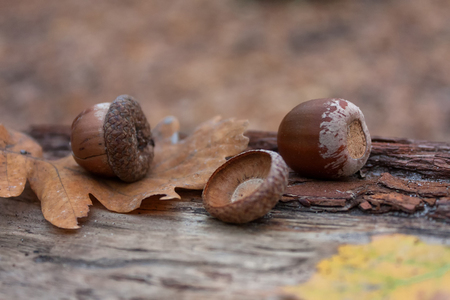 Autumn leaves acornsの写真素材