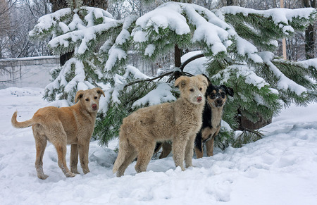 Stray dogs in the snowの写真素材