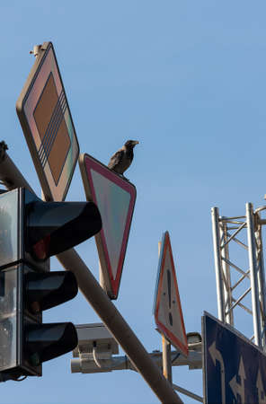 Raven sitting on a road sign in the center of Kiev, Ukraineの写真素材
