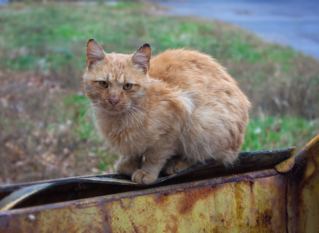 Stray Ginger Catの写真素材