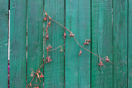 Abstract grunge wood texture backgroundの写真素材