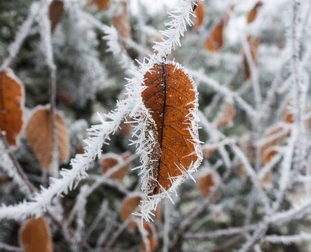 Leaf with frost winter shotの写真素材