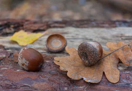 Autumn leaves acorns