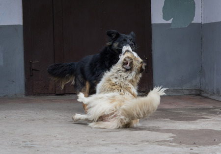 Two stray dogs fighting