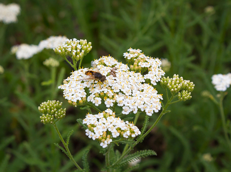 Bee pollinates white wildflowers. Fields and meadowsの写真素材