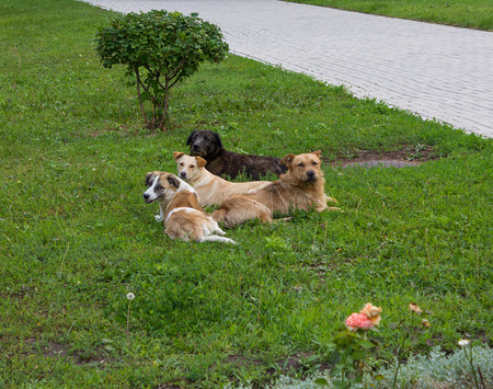 Flock of stray dogs on the grassの写真素材