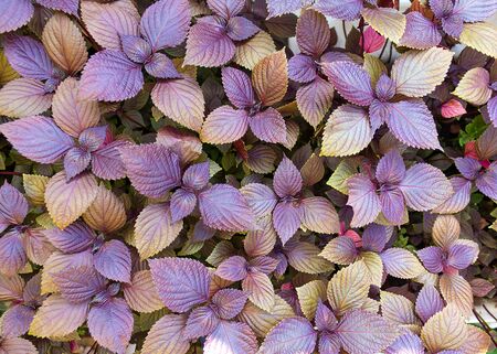 Bazil on the lawn, top view. Backgroundsの写真素材