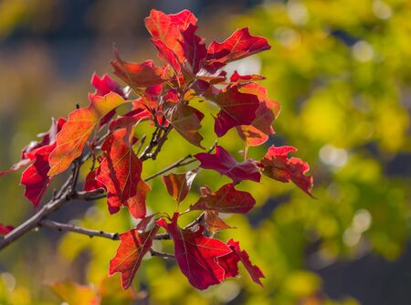 Red autumn leaves closeup