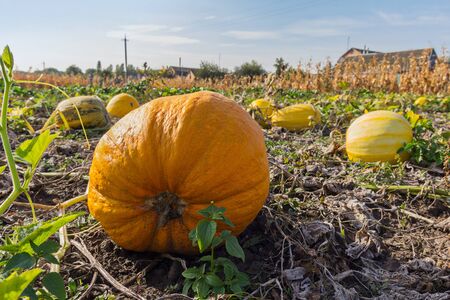 Ripe bright pumpkin growing in a farmer's garden. Nature