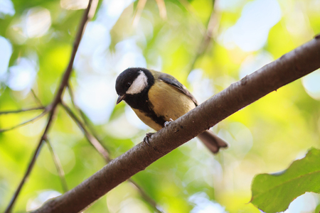 Bird sitting on a branch in the forestの写真素材