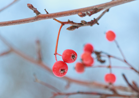 Frosted red berries of mountain ash close-up. Natureの写真素材