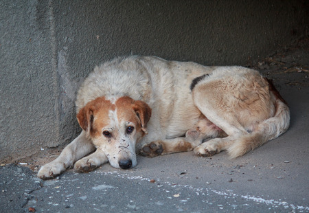 Sad homeless dog lying on the pavement. Petsの写真素材