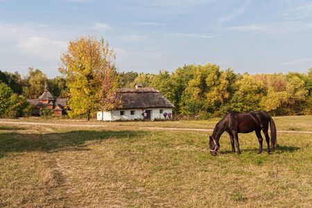 Old house farmers and horse grazing in a meadow. Pirogovo, Ukraineの写真素材