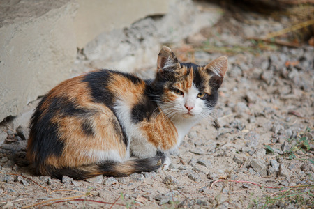 Spotted stray kitten sitting on the road. Animalsの写真素材