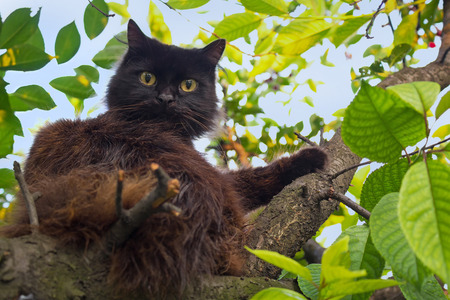 Black cat lying on a tree branch. Petsの写真素材