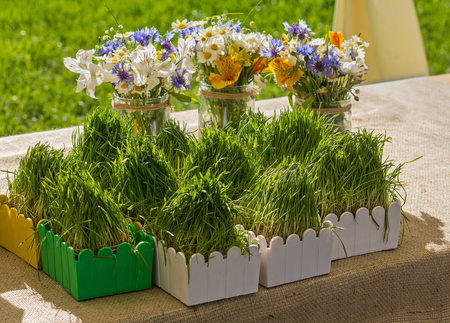 Wild flowers in a glass jar and herbs in pots on a table. tameing