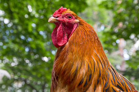 Big beautiful cock at the fair. Animals