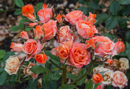 Bush of beautiful red roses closeup. Flowers and gardensの写真素材